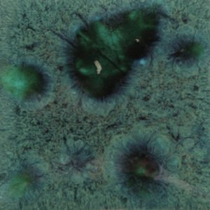 CG-713 PEACOCK GREEN