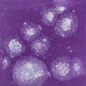 S-2723 GRAPE DIVINE